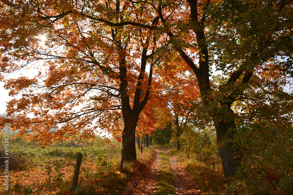 Sunny Autumn country scene