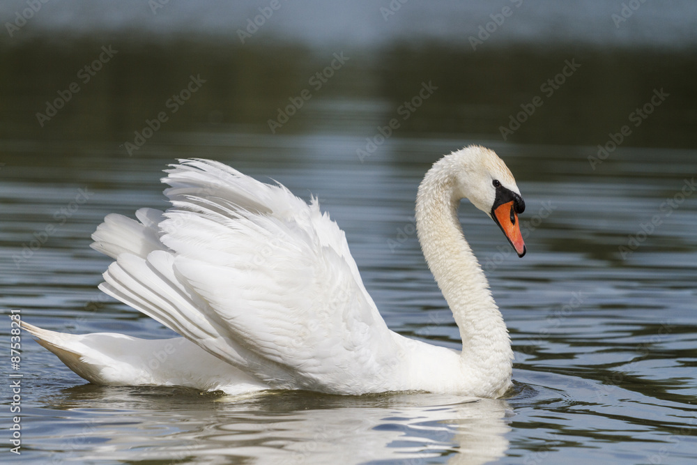 Handsome white/Cygnus olo Handsome white/Cygnus olo