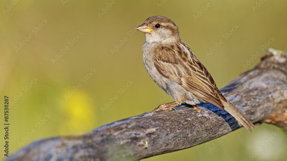 Chipper/Passer domesticus Chipper/Passer domesticus