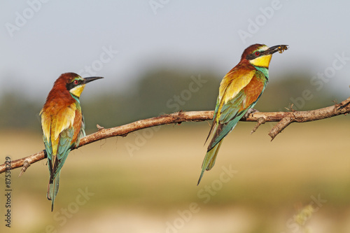 Against the background of wheat field/Merops apiaster © drakuliren