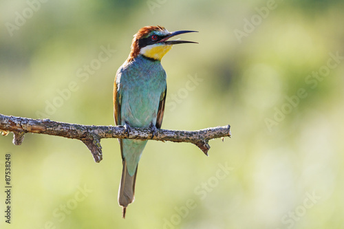 Thirsty /Merops apiaster