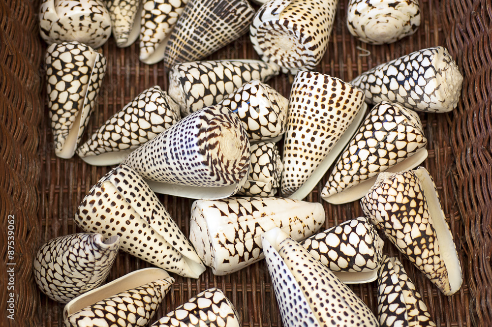 Seashells in the basket Seashells in the basket