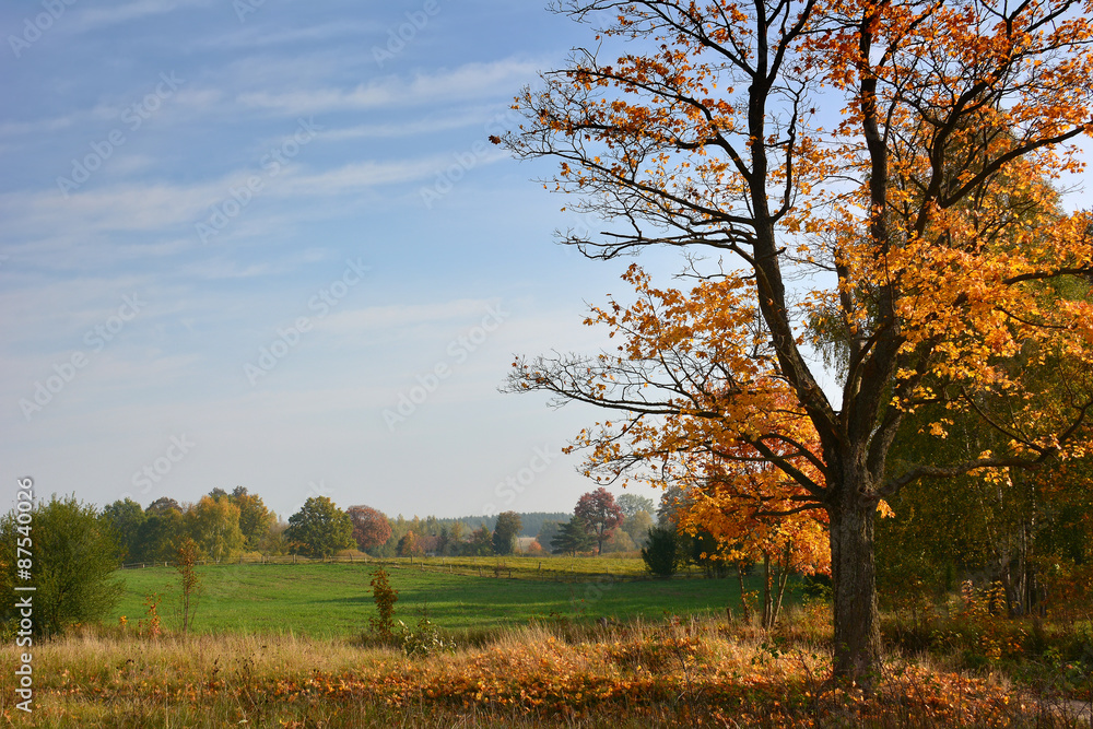 Fototapeta premium A beautiful golden autumn tree stands prominently against a vast green field and a clear blue sky. The vibrant fall foliage and peaceful rural landscape create a serene seasonal atmosphere.