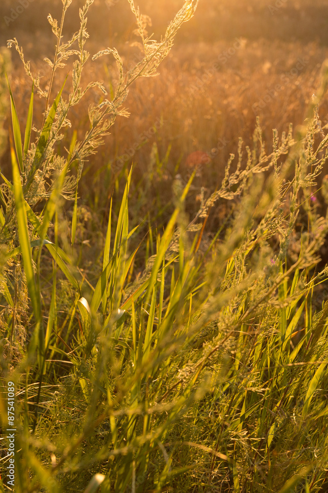 Golden wild grass at sunset Golden wild grass at sunset