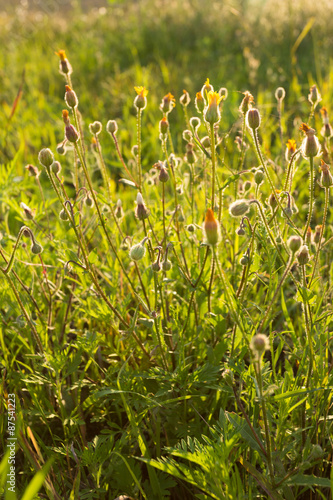 Golden wild flowers at sunset