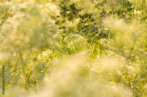 Wild flowers at sunset