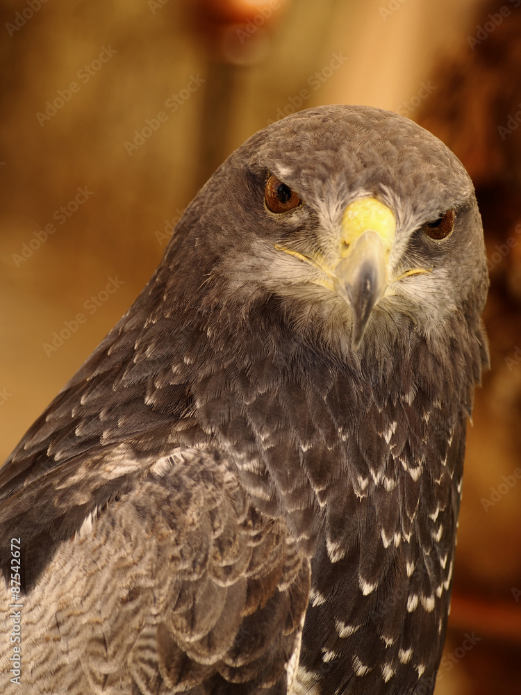 Parabuteo unicinctus Parabuteo unicinctus