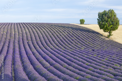 Lavender rows in Provence. France.