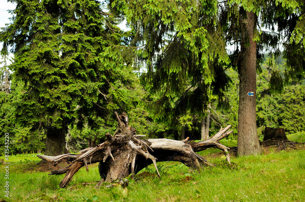 Obraz premium forest with fir trees