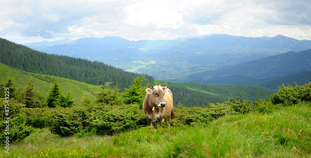 A Cow in the mountains