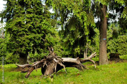  forest with fir trees