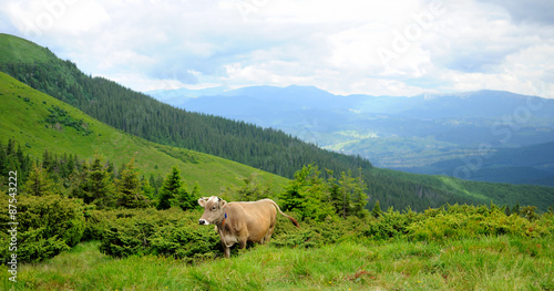 A Cow in the mountains © pliekhova