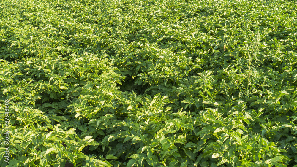 Potatoes field Potatoes field