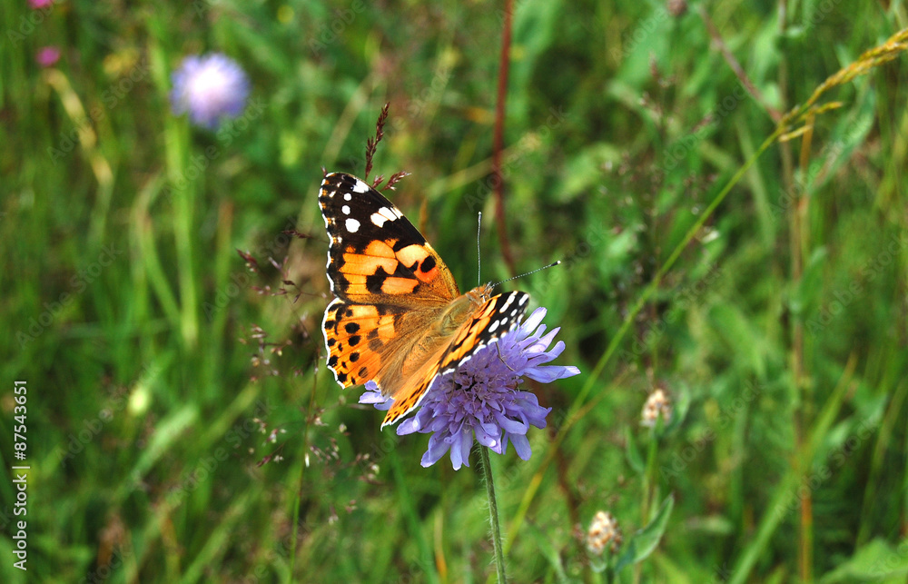 butterfly orange butterfly orange
