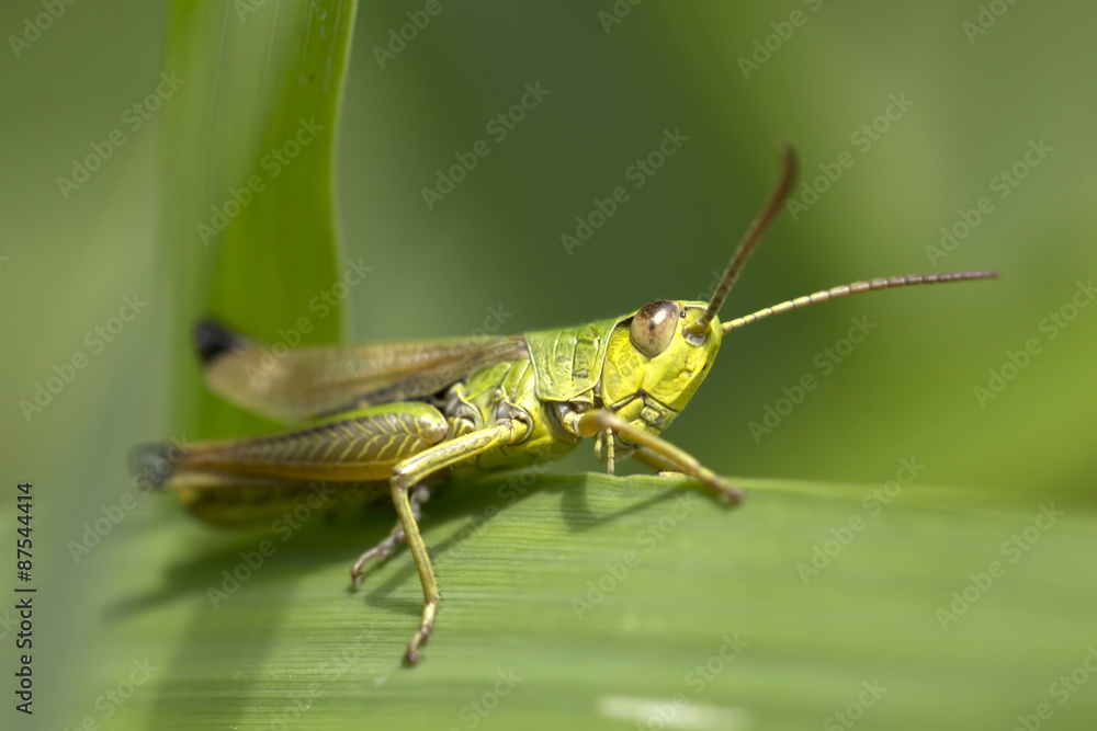 Green Grasshopper in the Nature Green Grasshopper in the Nature