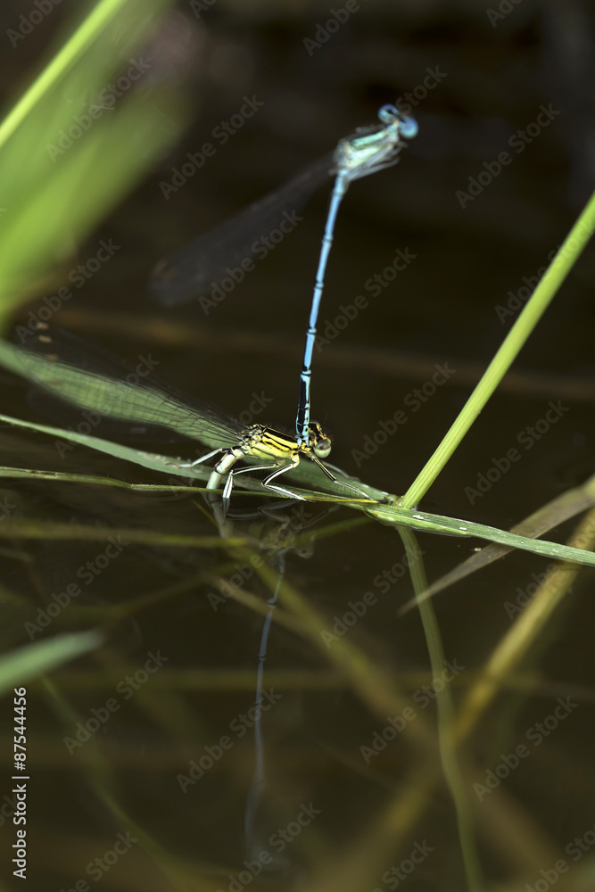 Dragonflies in the Love in the Nature Dragonflies in the Love in the Nature