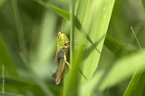 Green Grasshopper  in the Nature © Kajano