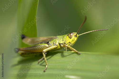 Green Grasshopper in the Nature