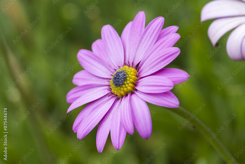 Pink daisy