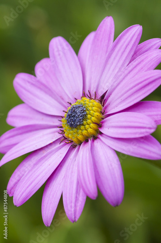 Pink daisy