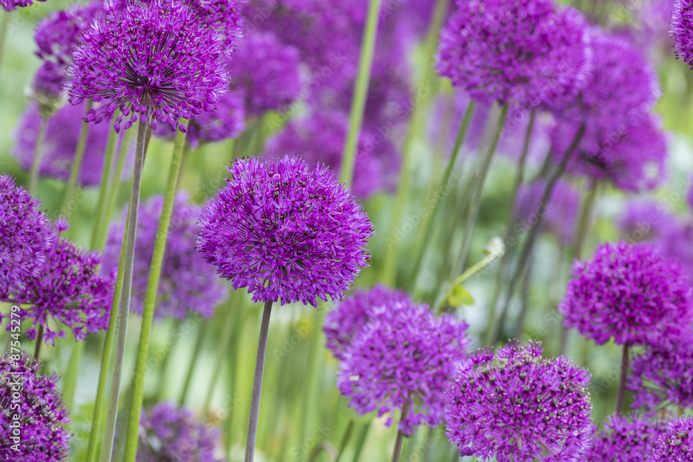 Obraz premium allium (Allium Giganteum)