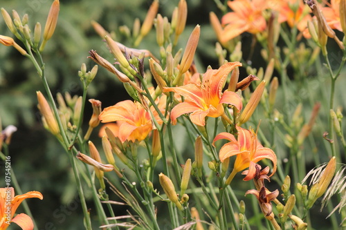 Orange day lily (Hemerocallis) beside an old country road. Day lilies are rugged, adaptable, vigorous perennials and comes in a variety of colors

