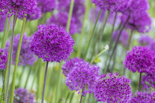 allium  Allium Giganteum 