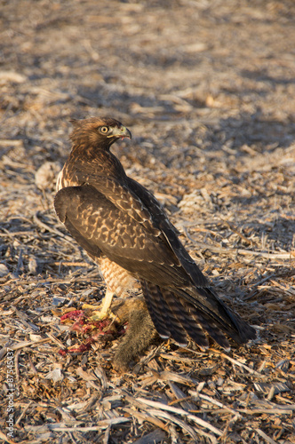 Cooper's Hawk eating a Ground Squirrel