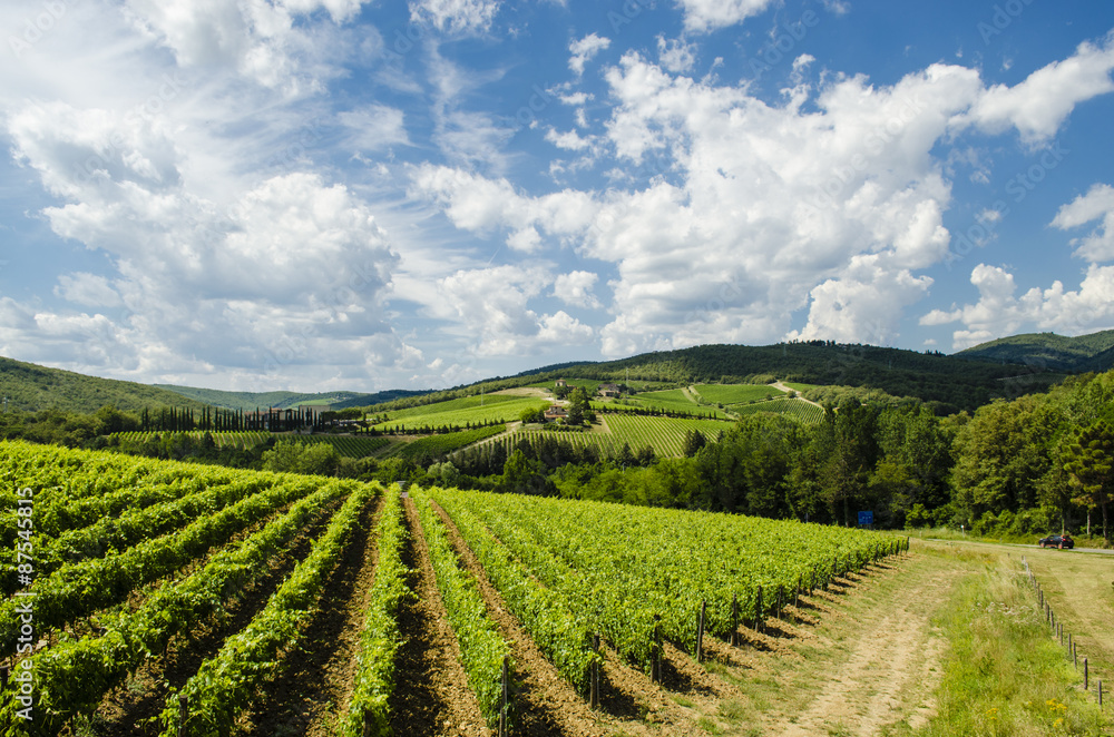 vineyards in Tuscany Chianti area