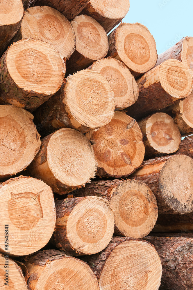 Gestapelte Baumstämme, Kiefernholz, Pinus, Holzmarkt, nachwachsender Rohstoff Gestapelte Baumstämme, Kiefernholz, Pinus, Holzmarkt, nachwachsender Rohstoff