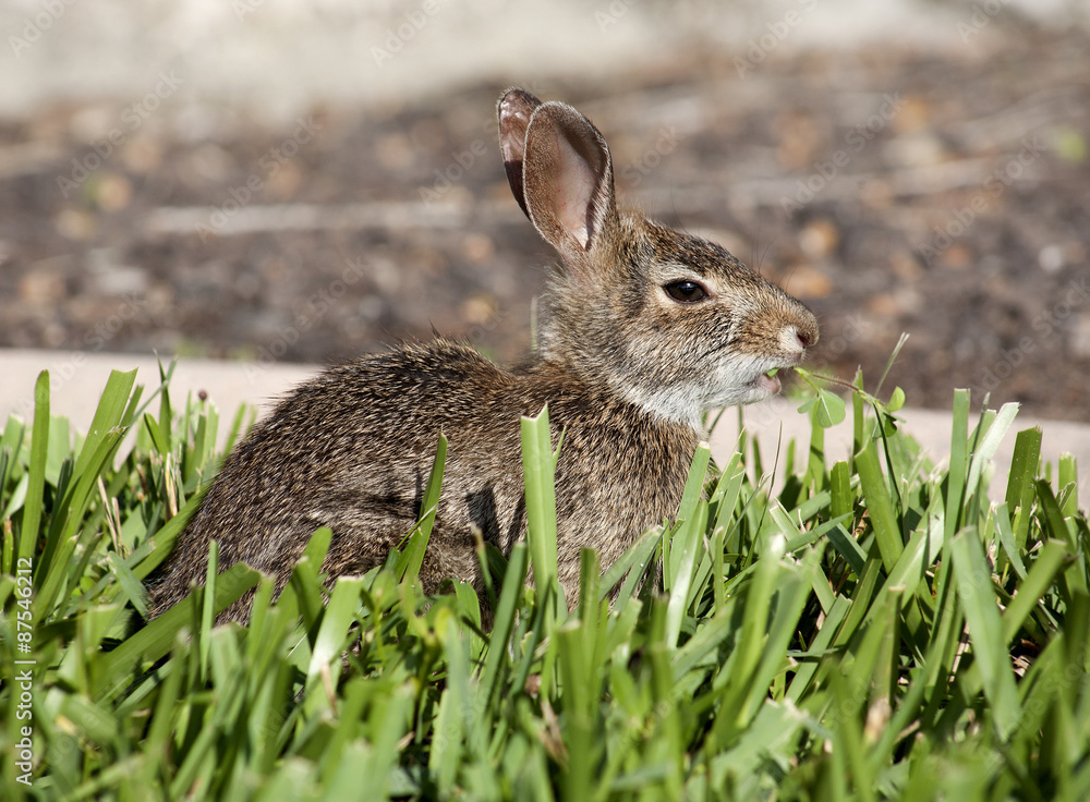 Fototapeta premium Closeup of cute cottontail bunny rabbit in the garden. Composition with animals