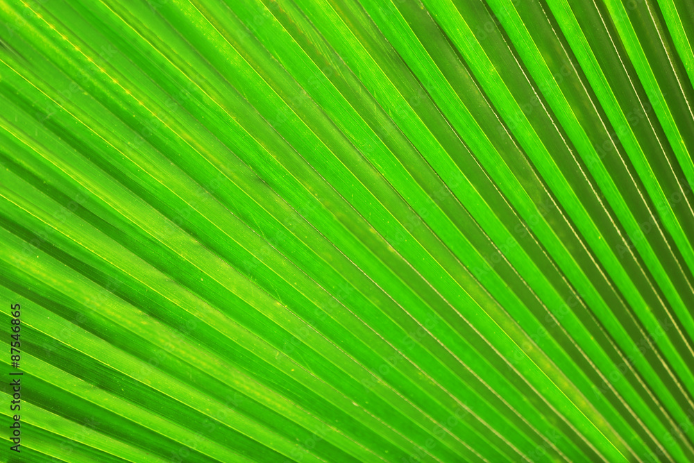 Exotic palm leaf, closeup Exotic palm leaf, closeup