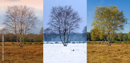 Birch tree in different seasons, Netherlands