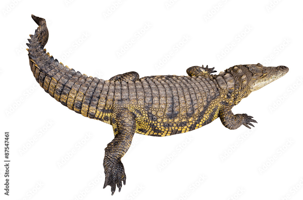 Nile crocodile Nile crocodile