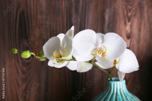 white orchid on wooden background