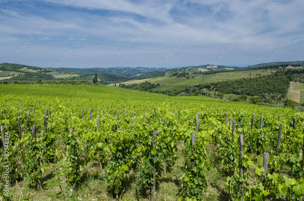 field Tuscan vineyards