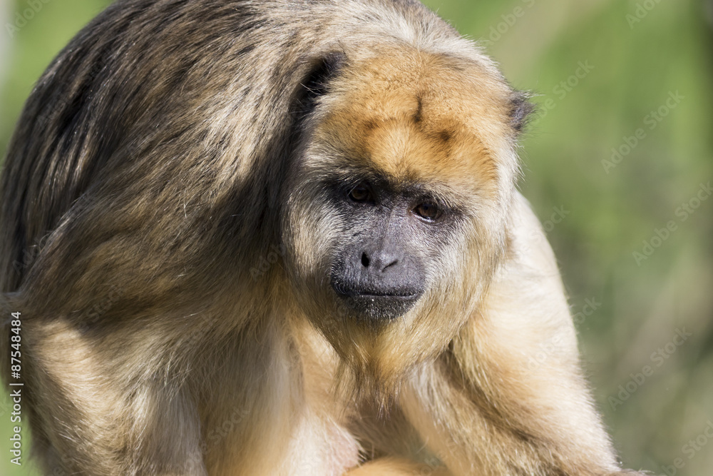 Obraz premium Brown capuchin monkey (Cebus apella)