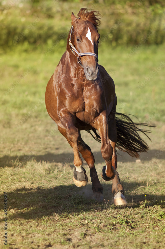 Obraz premium Horse gallop powerful free in paddock frontal