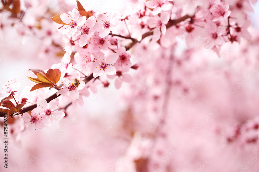 Fototapeta premium Cherry blossoms over blurred nature background, close up