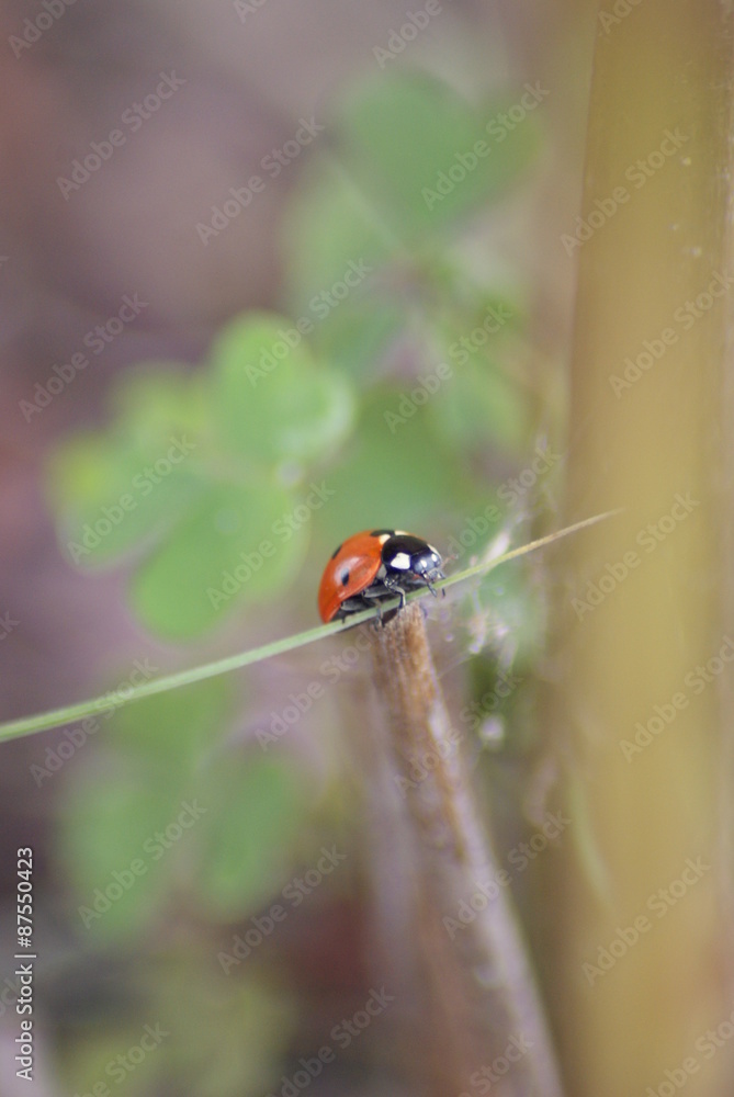 Ladybug Ladybug