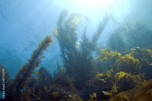 Seaweed Kelp Forest Underwater California Reef