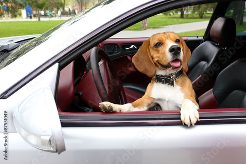 Funny cute dog in car © Africa Studio