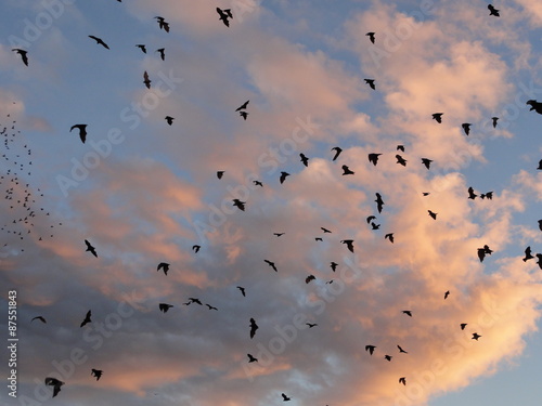 Fototapeta Colony of bats against the evening sky