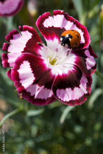 Ladybug photo