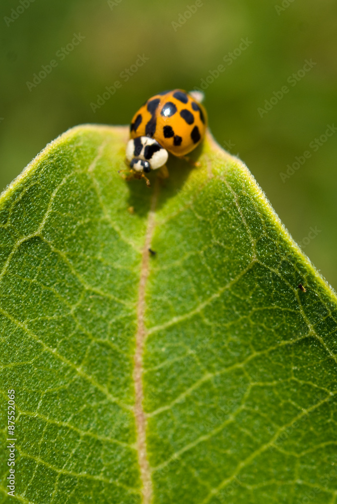 Ladybug Ladybug