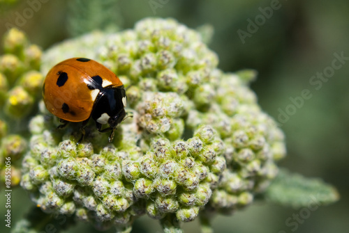 Ladybug photo