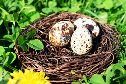 Nest with bird eggs over green bush background
