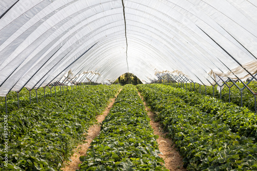 Lines of strawberry bushes