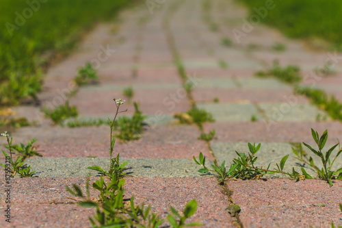 Low point of view of a brick path with weeds.