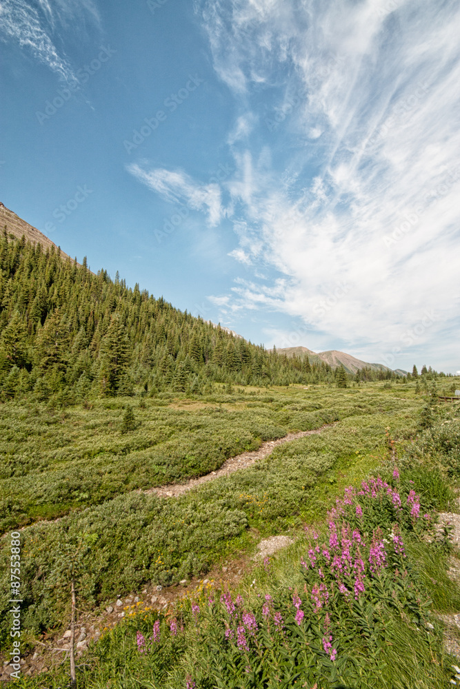 Landscape of wild flowers and a beautiful sky in the Highwood Pass located in Alberta, Canada. Landscape of wild flowers and a beautiful sky in the Highwood Pass located in Alberta, Canada.
